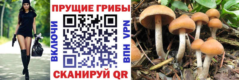 Псилоцибиновые грибы мицелий Ипатово